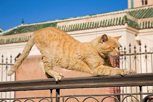 Africa. Morocco. Marrakech. Cat Stretching