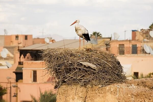 Africa. Morocco. Marrakech. Stork