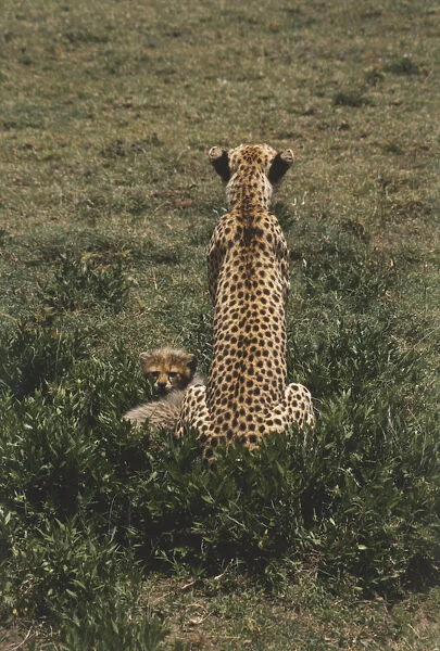 Africa, Tanzania, Serengeti National Park, rear view of adult Cheetah (Acinonyx jubatus) sitting in grass with a baby cheetah looking in opposite direction
