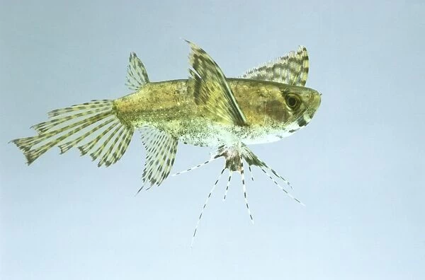 African butterflyfish (Pantodon buchholzi), a freshwater butterflyfish, side view