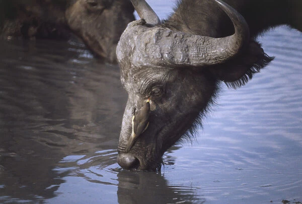 African or Cape Buffalo, Syncerus caffer, close-up drinking water from waterhole, large head bending into water, Oxpecker bird perching on buffalos face looking for food, blue water in background