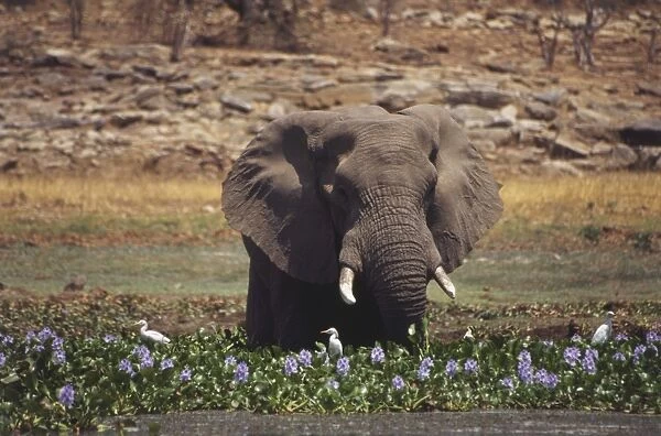African Elephant, Loxodonta africana, walking through waterhole, legs submerged in water, white tusks, thick trunk and large ears above flowering purple flowers, white wading birds, grassy bank and low stone wall in background