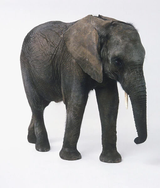 African Elephant (Loxodonta africana), side view