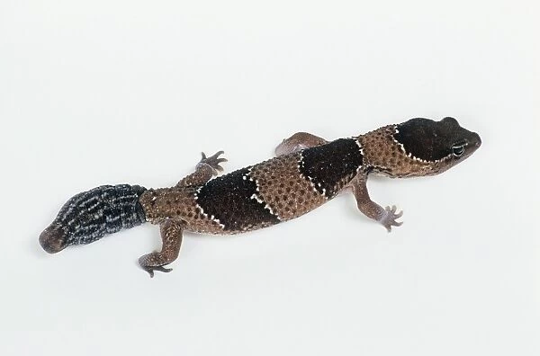 African fat-tailed gecko (Hemitheconyx caudicinctus), high angle view