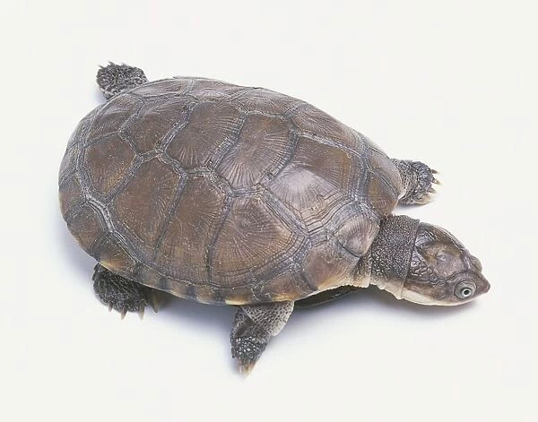 African helmeted turtle or Marsh terrapin (Pelomedusa subrufa)