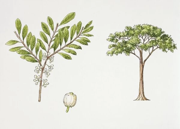 African holly (Ilex mitis) plant with flower, leaf and fruit, illustration