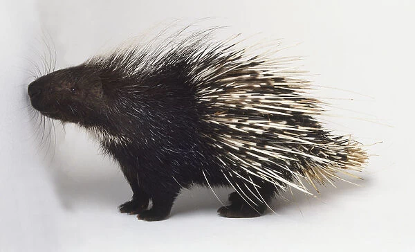 African Porcupine (Hystrix cristata), standing, side view