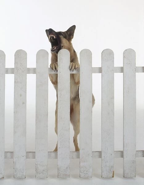 Aggressive German Shepherd dog rearing up and barking behind white picket fence, front view