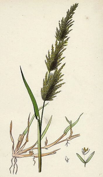 Agrostis alba; Marsh Bent-grass