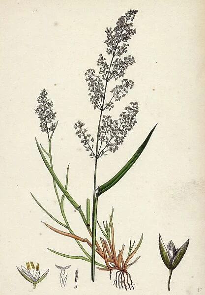 Agrostis alba, var. genuina, Marsh Bent-grass, var. a