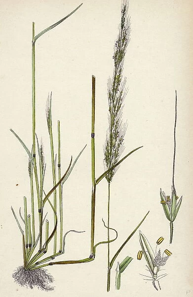 Agrostis interrupta, Dense-flowered Silky Bent-grass