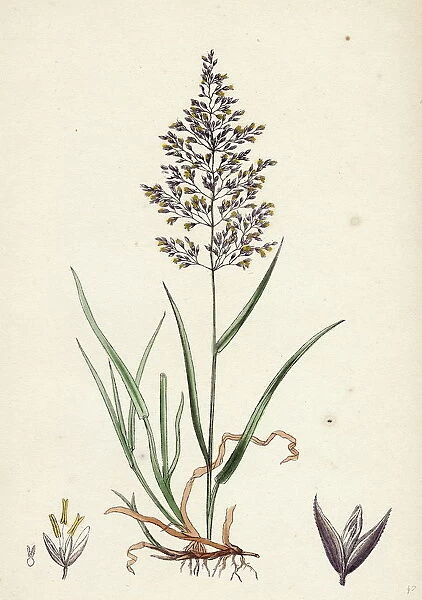Agrostis vulgaris, Common Bent-grass