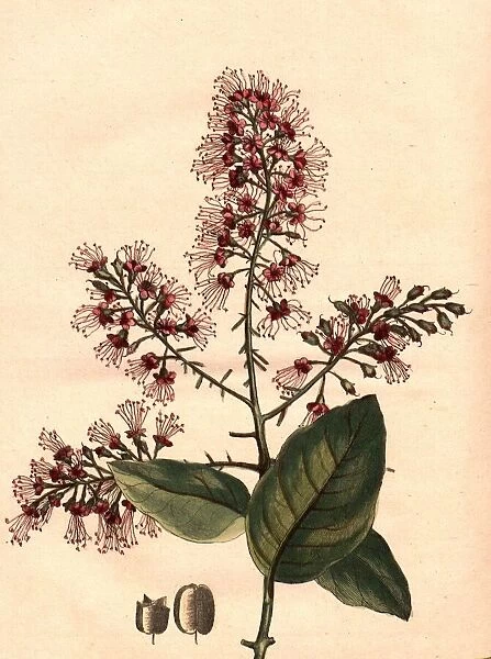 Aigrette, Scarlet-bush (Cristaria coccinea), Signed: P