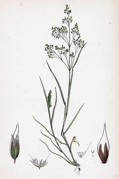 Aira caryophyllea, Silvery Hair-grass