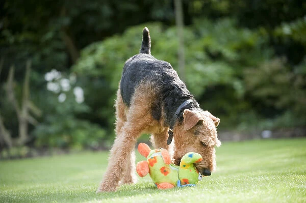 Airedale terrier playing with toy in garden