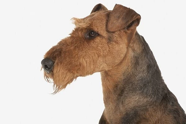 Airedale Terrier, profile