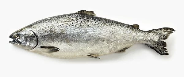 Alaskan King Salmon (Oncorhynchus tshawytscha)