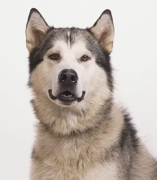 Alaskan Malamute (Canis familiaris), portrait