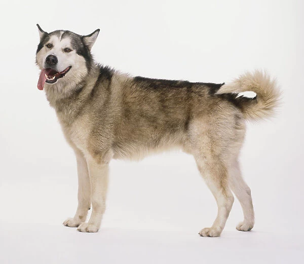 An Alaskan malamute dog, standing, tongue hanging out, side view