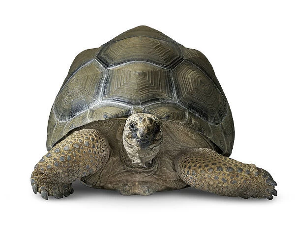 Aldabran giant tortoise - Aldabrachelys gigantea