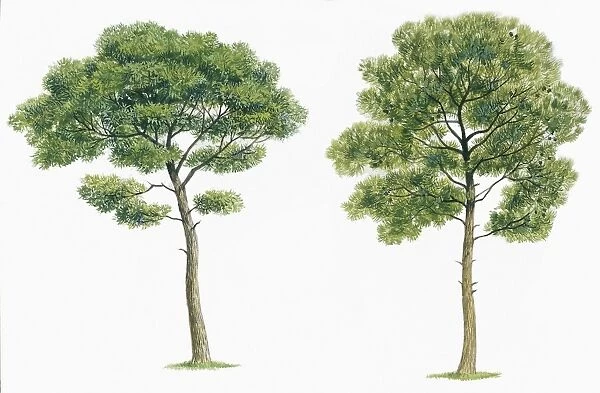 Aleppo pine Pinus halepensis and Maritime pine Pinus pinaster, illustration