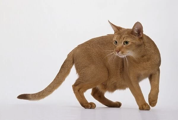 Alert sorrel Abyssinian Cat with whiskers forwards
