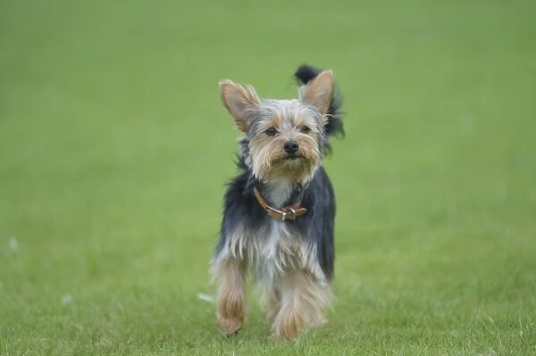 Alert Yorkshire Terrier with large ears, standing on grass