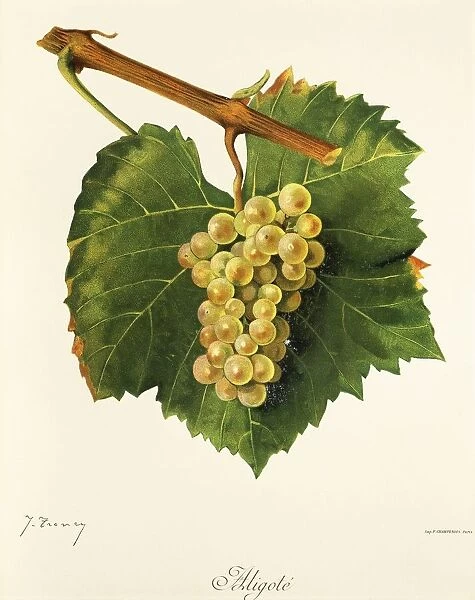Aligote grape, illustration by J. Troncy