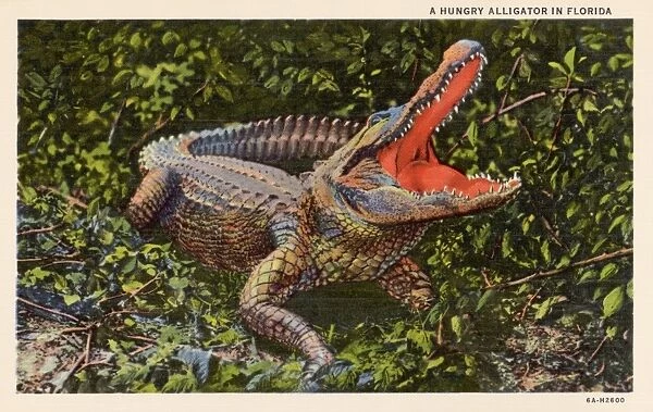 Alligator with Mouth Open. ca. 1936, Florida, USA, A HUNGRY ALLIGATOR IN FLORIDA