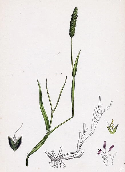 Alopecurus eu-geniculatus, Bent-stemmed Fox-tail-grass