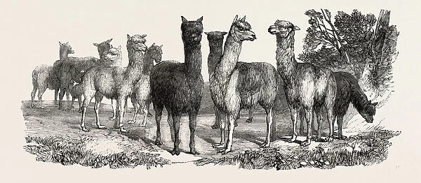 Alpacas, In The Knowsley Menagerie, UK