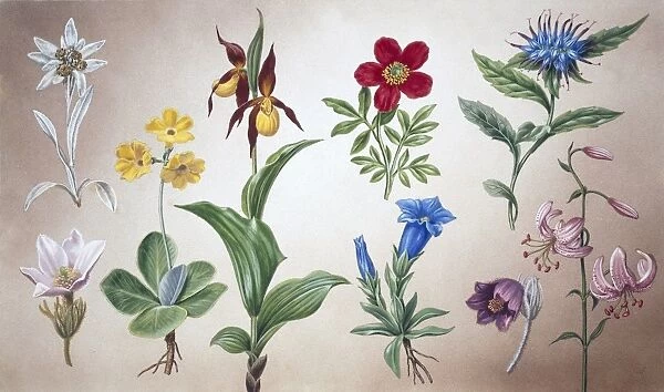 Alpine flora, illustration