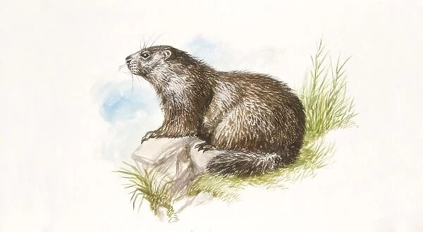 Alpine Marmot (Marmota marmota) sitting on rock, illustration