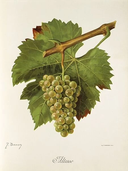 Altesse grape, illustration by J. Troncy