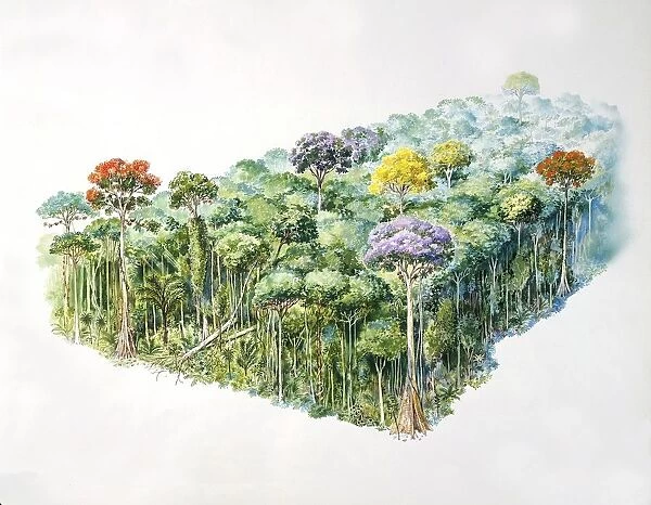 Amazon rainforest, illustration