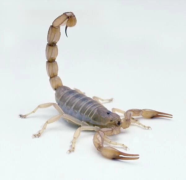 Amber coloured Scorpion, with tail up in air