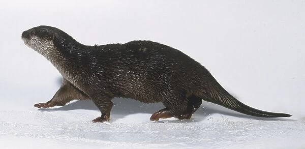 Amblonyx cinereus or Aonyx cinerea (Oriental short-clawed otter, clawless otter) Family Mustelidae