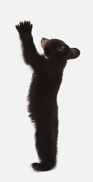 American black bear cub (Ursus americanus) standing upright, arms in the air