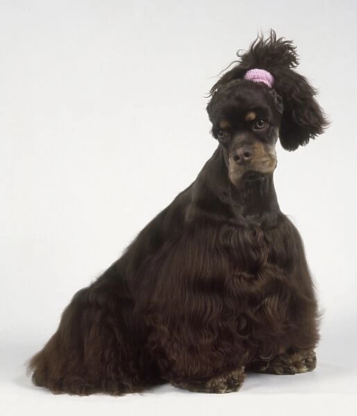 American Cocker Spaniel dog with ears tied back to show shape of head