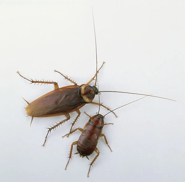Two American cockroaches (Periplaneta americana)