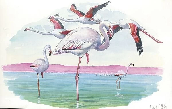 American Flamingo Phoenicopterus ruber, illustration