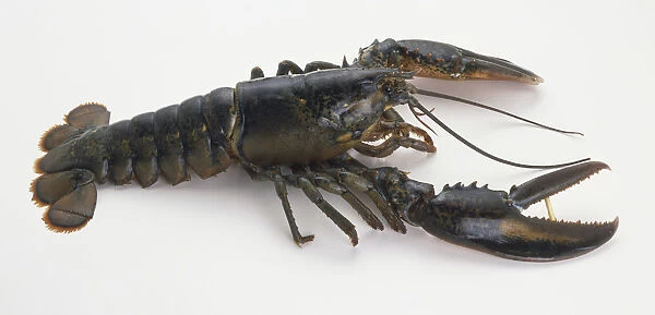 American Lobster (Homarus americanus), side view
