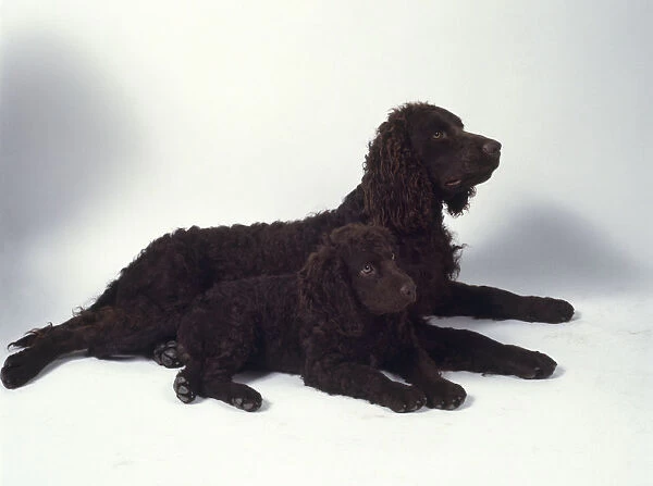 American Water Spaniel and puppy lying down