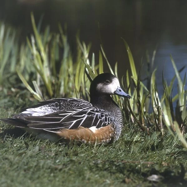 American widgeon (Anas americana) sitting on grass by water, side view