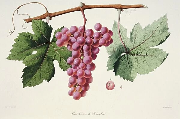 Ampelography, Grape Chasselas Rose de Montauban Auvergne