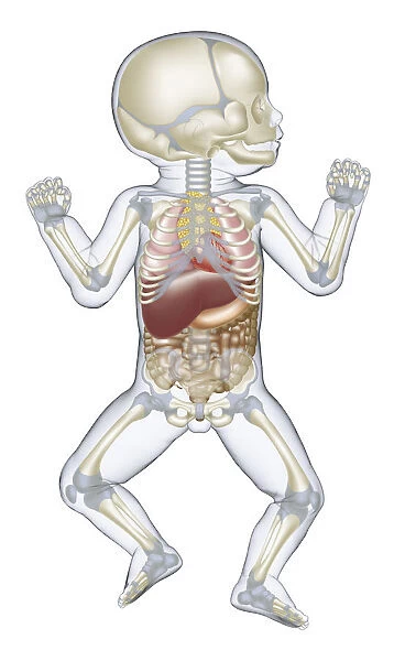 Anatomy of human newborn baby