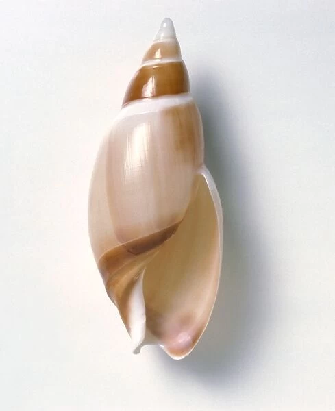 Ancilla shell showing aperture or opening