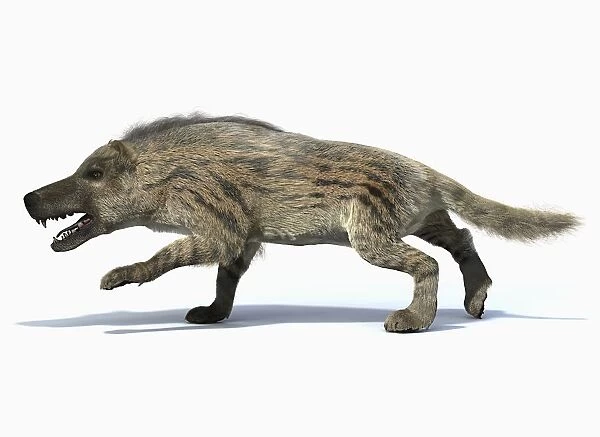 Andrewsarchus, side view