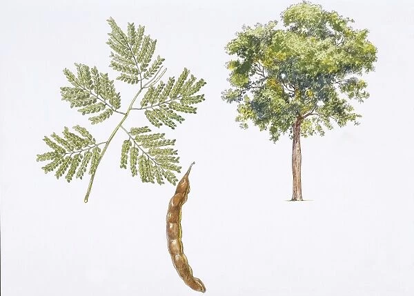 Angico-cedro (Parapiptadenia rigida) plant with flower, leaf and fruit, illustration