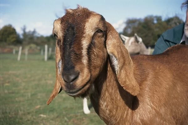 Anglo-Nubian (Nubian) goat, close-up